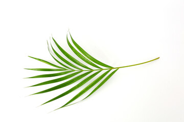 Green palm leaf isolated on white background with copyspace