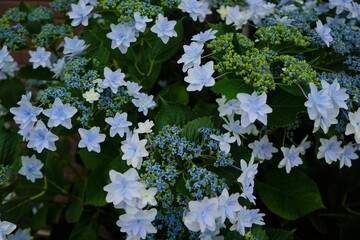 Blue Hydrangea flower on blurred background - 青い紫陽花の花