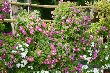 catharanthus roseus flower in nature garden