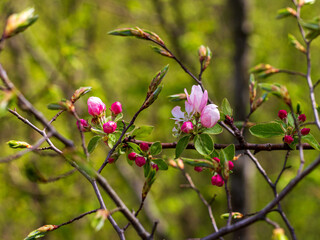 Spring,wild flowering of plants, awakening in nature, young flowers and shoots of trees with leaves on the sunny side.