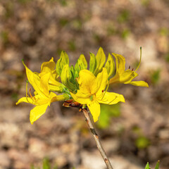 Spring,wild flowering of plants, awakening in nature, young flowers and shoots of trees with leaves on the sunny side.