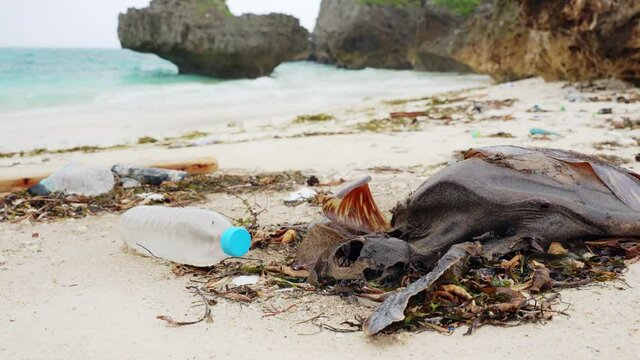 海岸に打ち上げられたウミガメの死骸　海洋ごみ問題　環境破壊イメージ