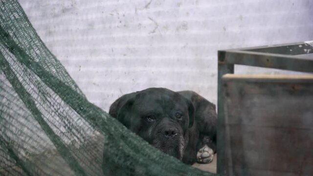 Old abandoned cane corso dog resting in poor backyard.Close up