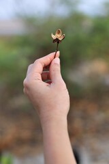 hand holding dried flowers