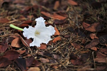 flower and autumn leaves on the ground