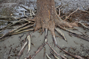 Tree roots coming out of the ground on the beach