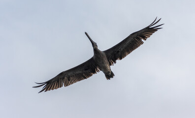 Tiro de ángulo bajo de un pelícano pardo volando bajo un cielo claro y soleado