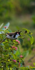 Red whiskered bulbul on branch