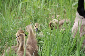 Hiding In The Grass, Pylypow Wetlands, Edmonton, Alberta