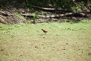 Wildlife nature Lago San Francisco, Moreno, Bs. As. Argentina