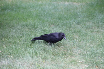 Crow On The Lawn, Edmonton, Alberta