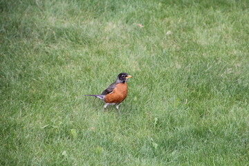 Robin On The Lawn, Edmonton, Alberta