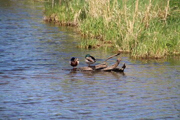 Life On The Log, Pylypow Wetlands, Edmonton, Alberta