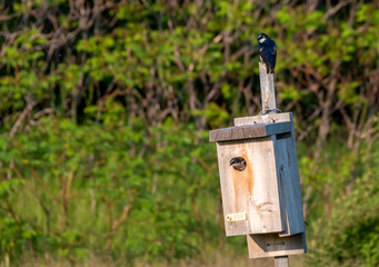 A bird pokes its head out of a wooden birdhouse as another is perched on top watching, surrounded...