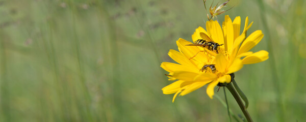 yellow wild flower blooming in meadow with a bee gathering