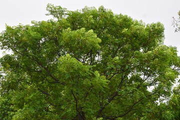 Fototapeta premium Closeup of tree after rain in monsoon weather