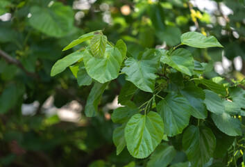 mulberry tree, leaves and branches