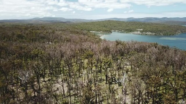 Aerial footage of eucalypt forest near Mallacoota Inlet, recovering a year after they were burnt after wildfires (Victoria, Australia, December 2020).