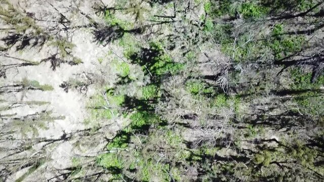 Aerial downward footage flyng over recovering eucalypt forest one year after wildfire affected the region (near Mallacoota, Victoria, Australia, December 2020)