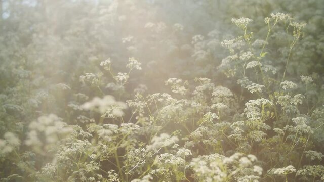 Flowers in the wind at summer sunset.
