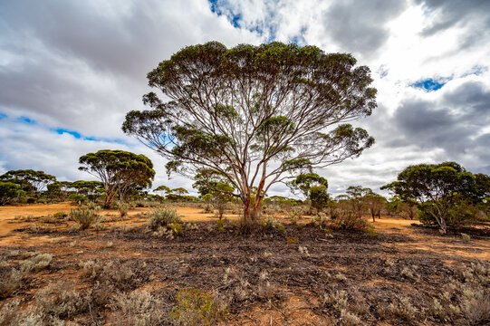 Mallee scrub (Eucalyptus sp.) on Nullarbor Plain of Western Australia