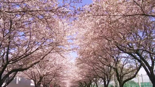 東京ドライブ車窓　郊外　満開の桜のトンネル　晴天