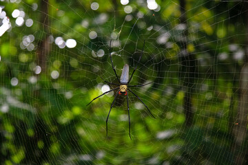 Spider in its Web in Australia