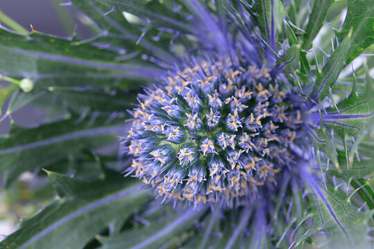 Nahaufnahme der seltenen Naturheilpflanze blaue Distel