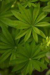 a lot of green leaves as a background lies. High quality photo