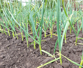garlic grows in the vegetable garden. agricultural beds, gardening, green leaves.