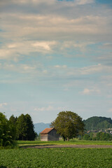 Fototapeta premium red barn and blue sky