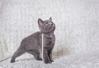 British kitten playing on a light background
