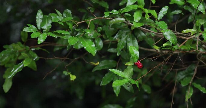 A lone red berry hangs on a green leaved branch while it is raining lightly