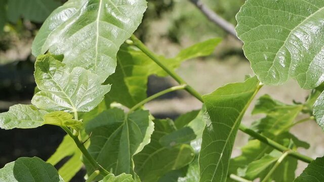 Green leaves of a fig tree in sunshine, rural spain, panning shot, hand-held
