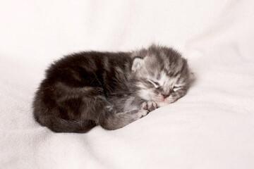 small kitten on a light background
