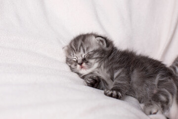 little kitten sleeping on a light background
