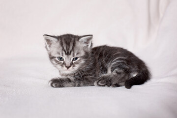 Fototapeta na wymiar beautiful British kitten on a white background 