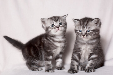 Fototapeta na wymiar two kittens on a light background 