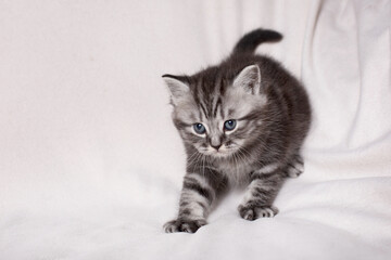 Fototapeta na wymiar British kitten playing on a light background 