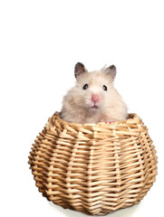 Fototapeta na wymiar hamster on a light background