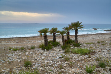 Cinco palmeras sobre la arena (Playa de Villajoyosa, Alicante)