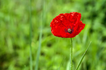 Fototapeta na wymiar Wild red poppy at the edge of the forest. Flower in the meadow in the spring season. 