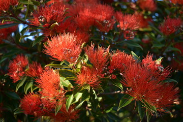 red flowers and green leaves of christmas bush