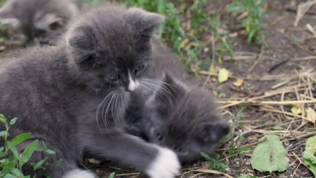 Three gray farm kittens playing with each other outside.