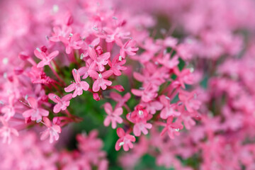 Centranthus ruber. Close-up of red Valerian flowers.