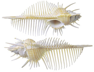 Murex Seashell isolated on white background, with clipping path