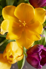 Obraz na płótnie Canvas beautiful macro purple tulips flowers on background.