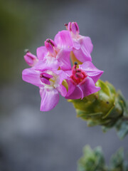 Fototapeta na wymiar Cape fellwort (Saltera sarcocolla) flower. Fernkloof Nature Reserve. Hermanus. Whale Coast. Overberg. Western Cape. South Africa