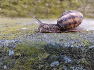 Garden snail in shell crawling on a surface with moss