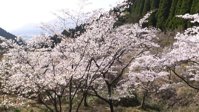 日本ドライブ車窓　阿蘇　山道での満開の桜の木々　横移動